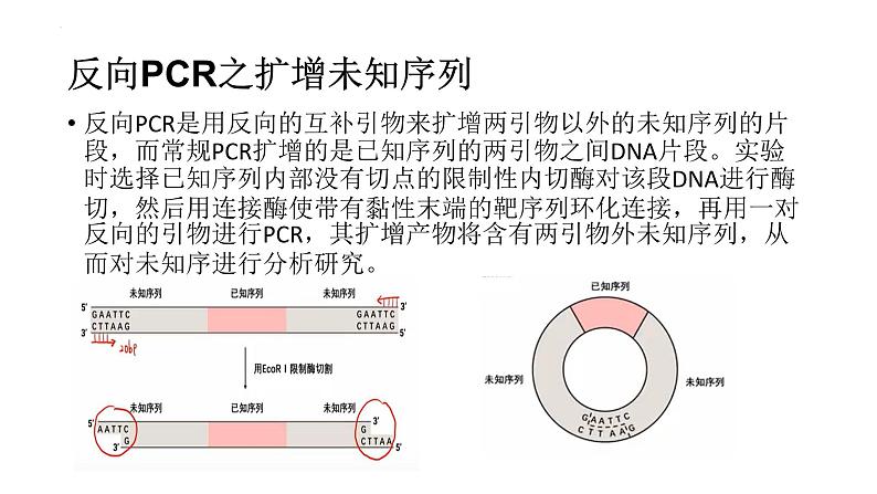 2024届高三生物专项复习课件：PCR技术第6页