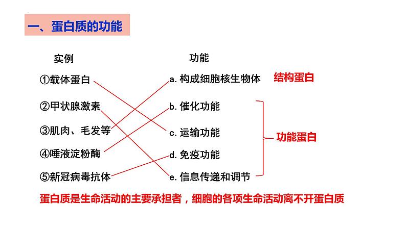 2025届高三生物一轮复习课件第3讲 蛋白质和核酸第2页