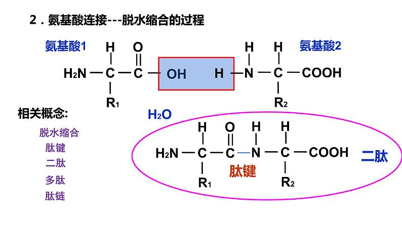 2025届高三生物一轮复习课件第3讲 蛋白质和核酸第4页