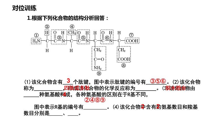 2025届高三生物一轮复习课件第3讲 蛋白质和核酸第6页