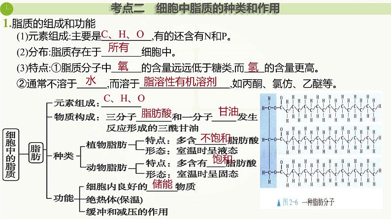 2025届高三生物一轮复习课件第3讲 细胞中的糖类和脂质第5页