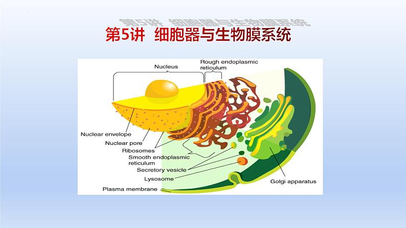 2025届高三生物一轮复习课件第5讲 细胞器和生物膜系统01