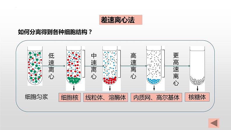 2025届高三生物一轮复习课件第5讲 细胞器和生物膜系统05