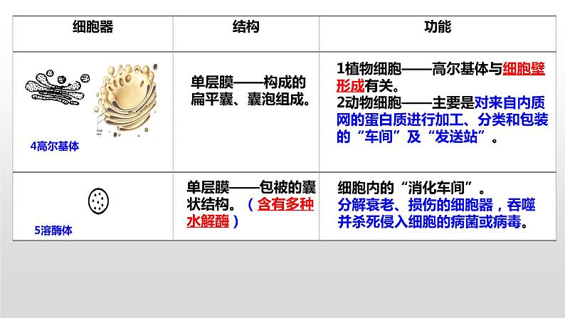 2025届高三生物一轮复习课件第5讲 细胞器和生物膜系统08