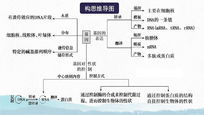 2025届高三生物一轮复习课件第三讲 基因表达与中心法则第4页