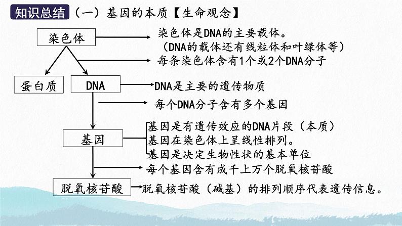 2025届高三生物一轮复习课件第三讲 基因表达与中心法则第6页