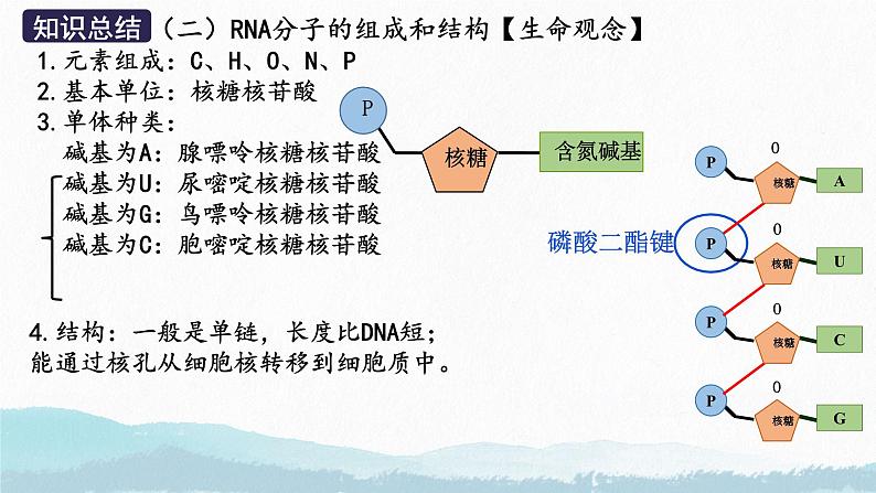 2025届高三生物一轮复习课件第三讲 基因表达与中心法则第7页