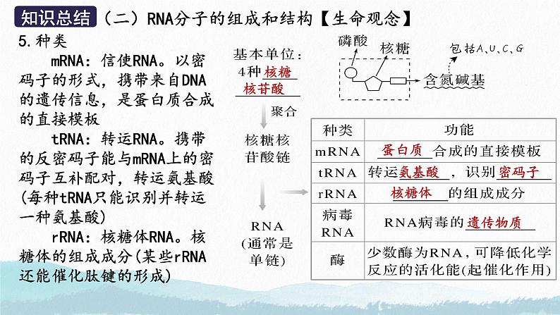 2025届高三生物一轮复习课件第三讲 基因表达与中心法则第8页