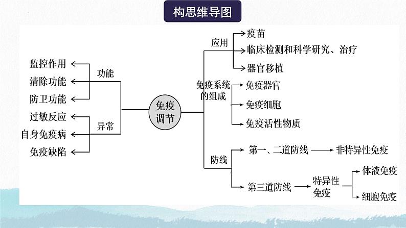 2025届高三生物一轮复习课件第四讲 人体的免疫调节第5页