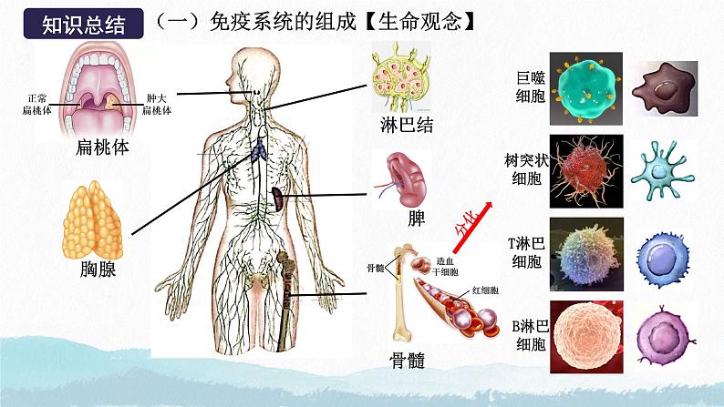2025届高三生物一轮复习课件第四讲 人体的免疫调节第8页