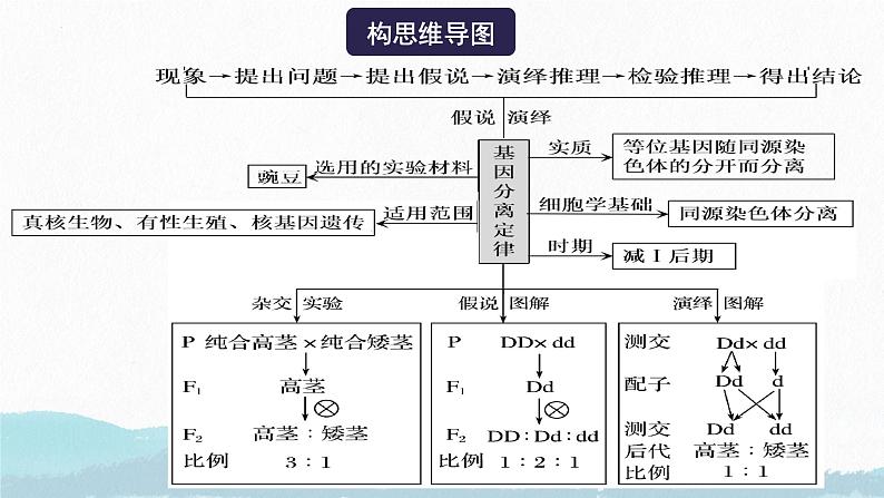 2025届高三生物一轮复习课件第一讲 基因的分离定律第4页