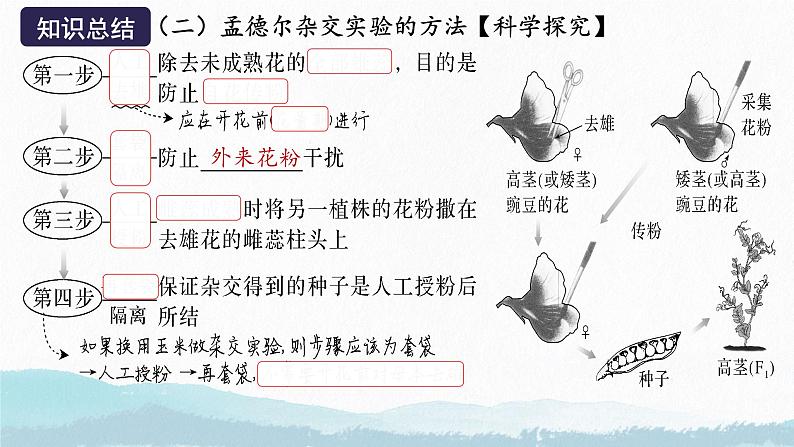 2025届高三生物一轮复习课件第一讲 基因的分离定律第7页