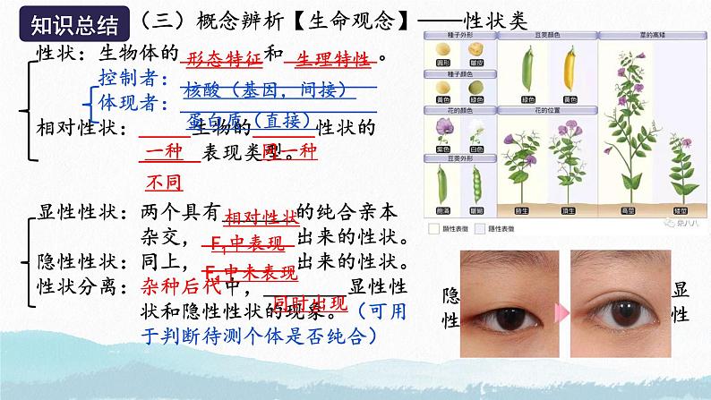 2025届高三生物一轮复习课件第一讲 基因的分离定律第8页