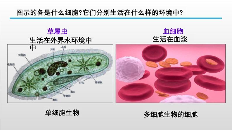 2025届高三生物一轮复习课件人体的内环境与稳态第4页