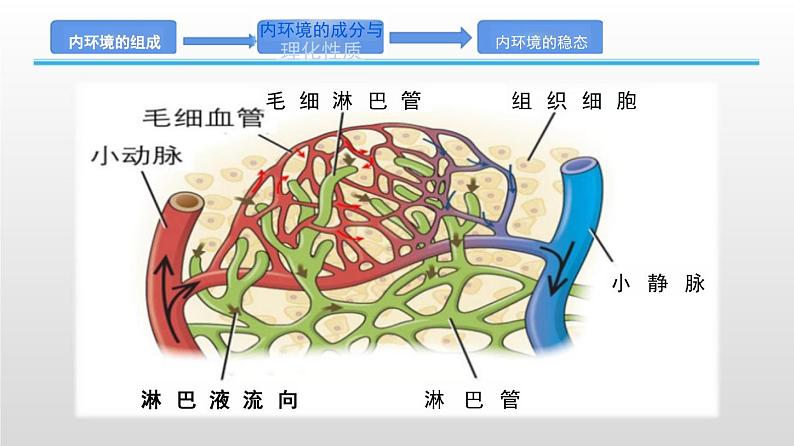 2025届高三生物一轮复习课件人体的内环境与稳态第5页