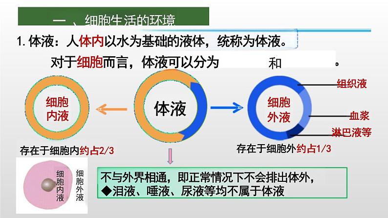 2025届高三生物一轮复习课件人体的内环境与稳态第7页