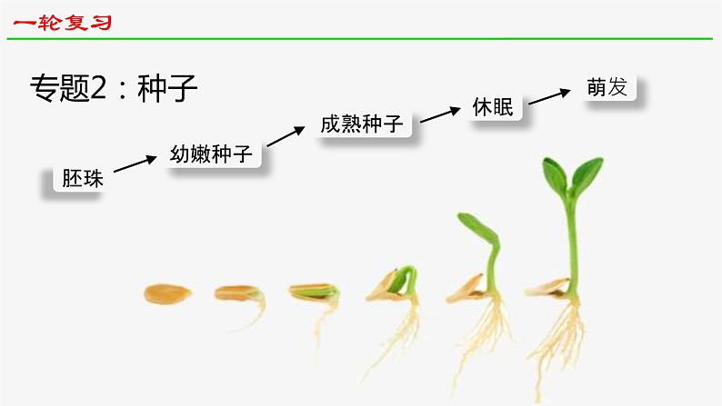 2025届高三生物一轮复习课件微专题2：种子第1页