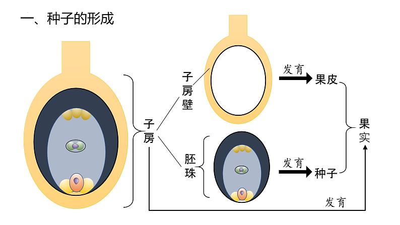 2025届高三生物一轮复习课件微专题2：种子第2页