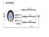 2025届高三生物一轮复习课件微专题2：种子