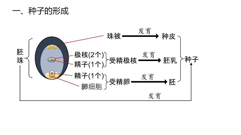 2025届高三生物一轮复习课件微专题2：种子第3页