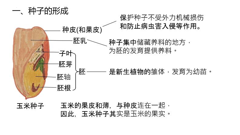 2025届高三生物一轮复习课件微专题2：种子第4页