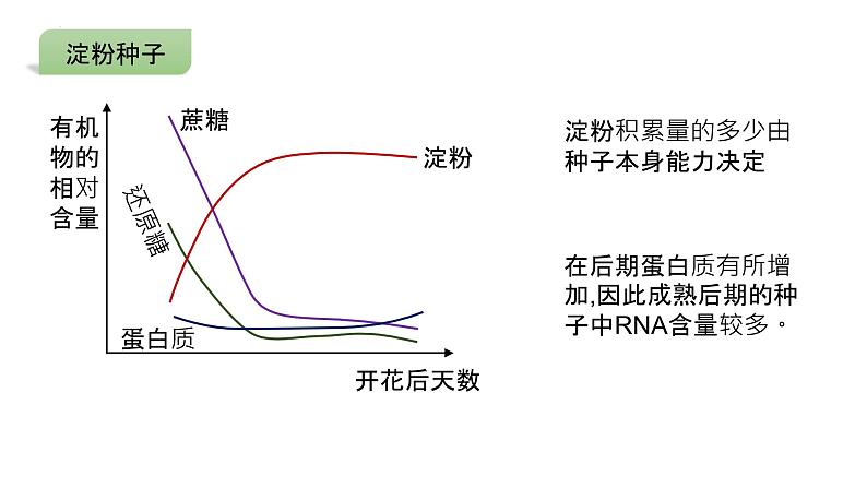 2025届高三生物一轮复习课件微专题2：种子第6页