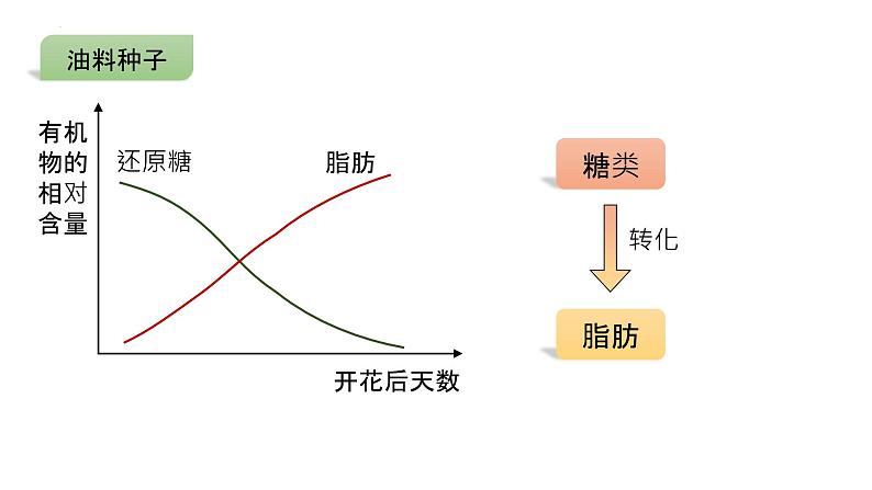 2025届高三生物一轮复习课件微专题2：种子第7页