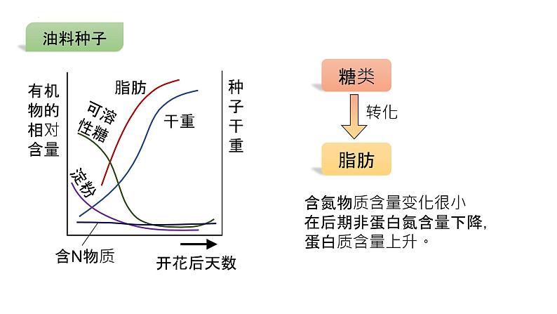 2025届高三生物一轮复习课件微专题2：种子第8页