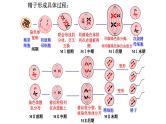 2025届高三一轮复习生物：减数分裂和受精作用  复习课件