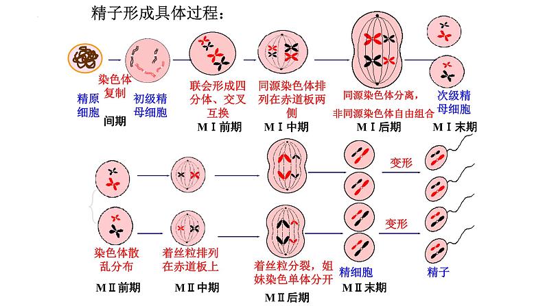 2025届高三一轮复习生物：减数分裂和受精作用  复习课件01