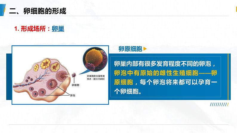 2025届高三一轮复习生物：减数分裂和受精作用  复习课件02