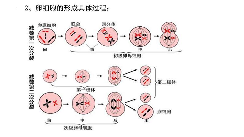 2025届高三一轮复习生物：减数分裂和受精作用  复习课件03