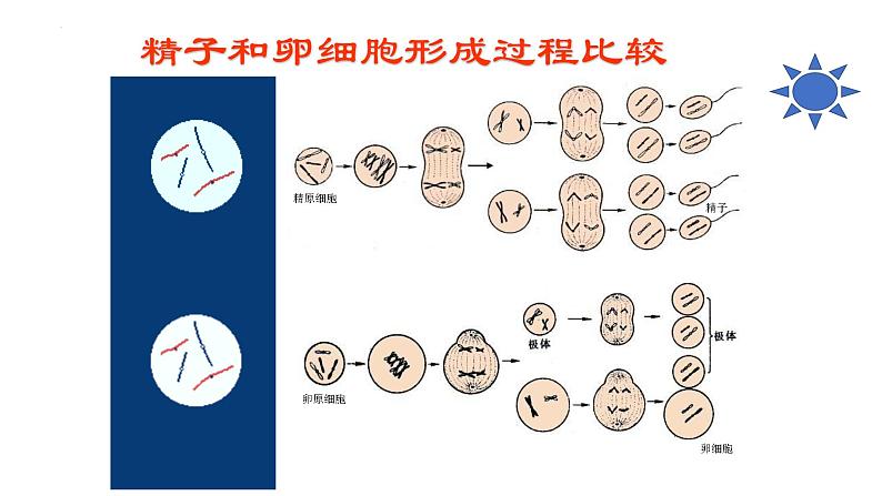 2025届高三一轮复习生物：减数分裂和受精作用  复习课件04