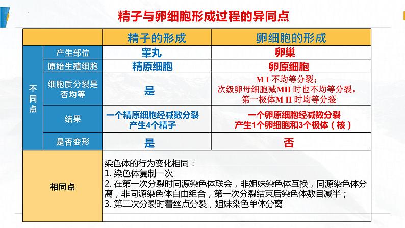 2025届高三一轮复习生物：减数分裂和受精作用  复习课件05