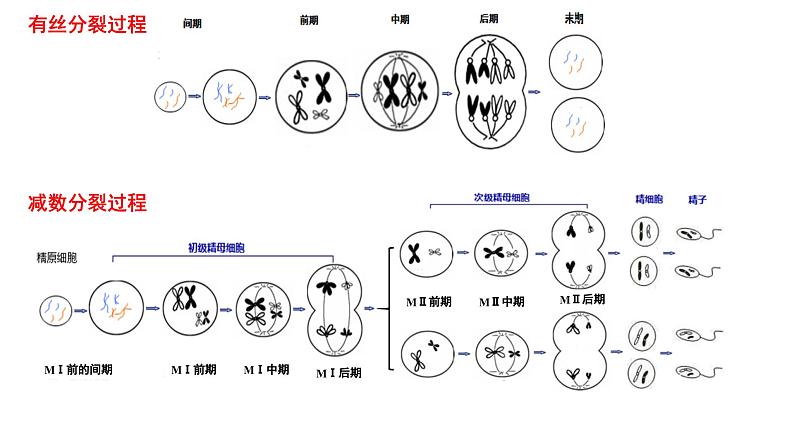 2025届高三一轮复习生物：减数分裂和受精作用  复习课件06