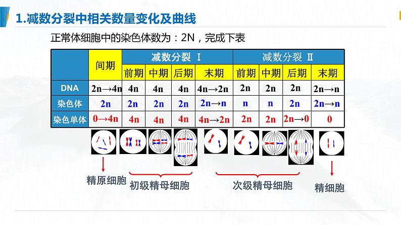 2025届高三一轮复习生物：减数分裂和受精作用  复习课件07