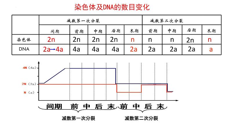 2025届高三一轮复习生物：减数分裂和受精作用  复习课件08