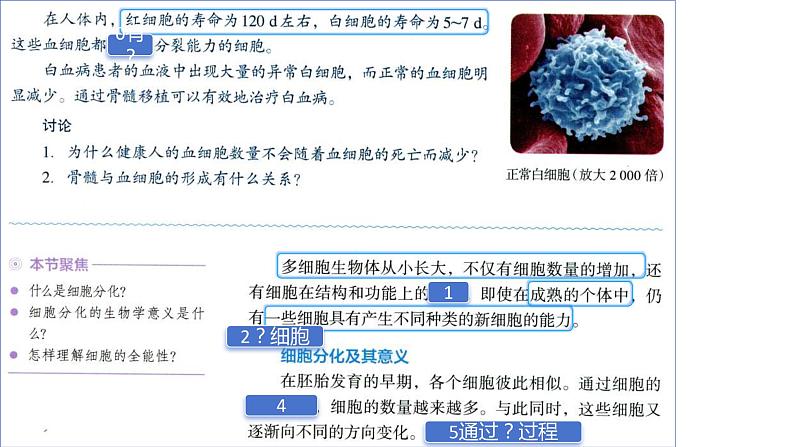 2025届高三一轮复习生物：课本图片遮盖重点巩固基础- 细胞的分化、衰老、凋亡课件第2页