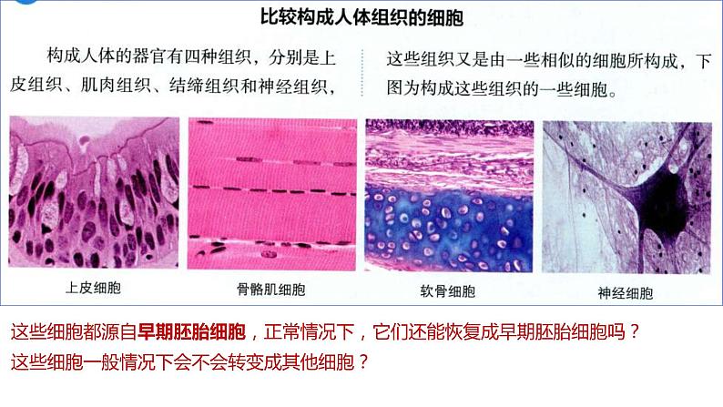 2025届高三一轮复习生物：课本图片遮盖重点巩固基础- 细胞的分化、衰老、凋亡课件第3页