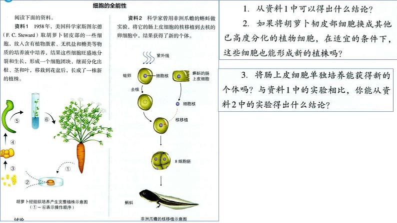 2025届高三一轮复习生物：课本图片遮盖重点巩固基础- 细胞的分化、衰老、凋亡课件第8页