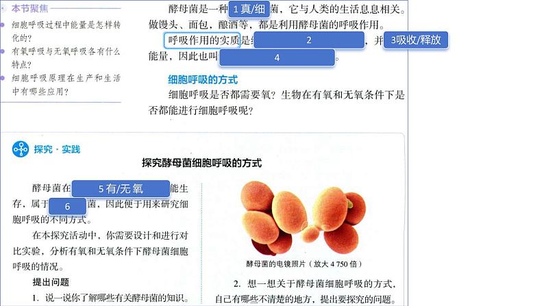 2025届高三一轮复习生物：课本图片遮盖重点巩固基础-呼吸作用课件第2页