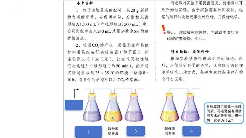 2025届高三一轮复习生物：课本图片遮盖重点巩固基础-呼吸作用课件第4页