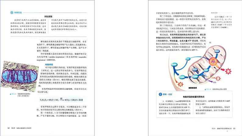 2025届高三一轮复习生物：课本图片遮盖重点巩固基础-呼吸作用课件第6页