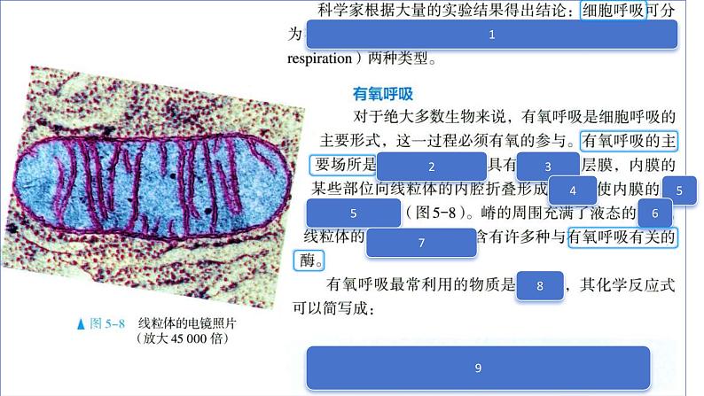 2025届高三一轮复习生物：课本图片遮盖重点巩固基础-呼吸作用课件第7页