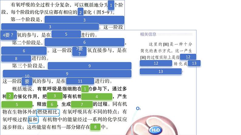 2025届高三一轮复习生物：课本图片遮盖重点巩固基础-呼吸作用课件第8页