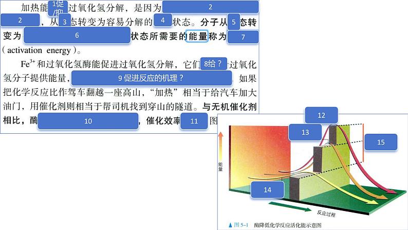 2025届高三一轮复习生物：课本图片遮盖重点巩固基础-酶&ATP课件第6页