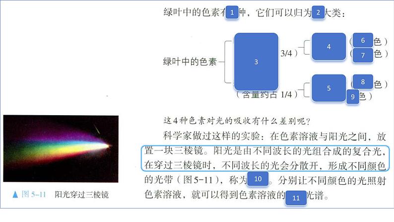 2025届高三一轮复习生物：课本图片遮盖重点巩固基础-光合作用课件第7页