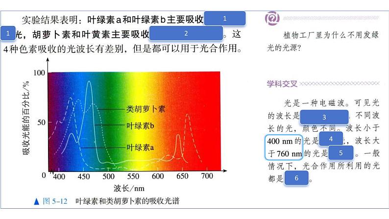 2025届高三一轮复习生物：课本图片遮盖重点巩固基础-光合作用课件第8页