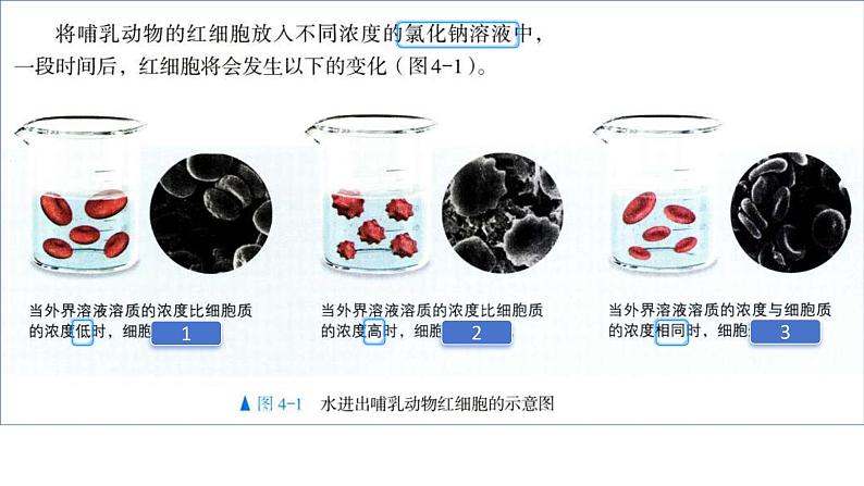 2025届高三一轮复习生物：课本图片遮盖重点巩固基础-物质的输入和输出课件03