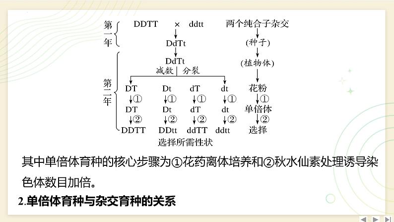 2025届高三一轮复习生物：拓展性微专题（六）　生物育种的原理和方法课件第3页